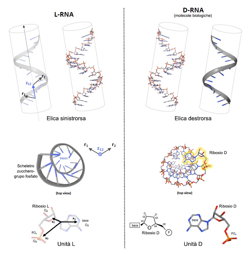 Elica di RNA in configurazione sinistrorsa e destrorsa